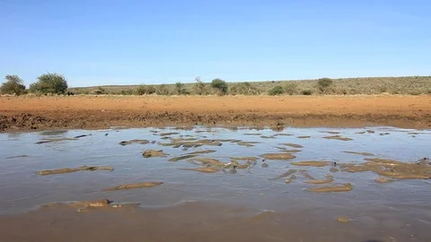 Catfish trapped in mud Vídeo Stock 77380775