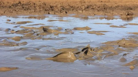 Catfish trapped in mud 스톡 동영상 77380915