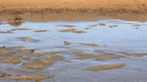 Catfish trapped in mud Vídeo Stock 77380962