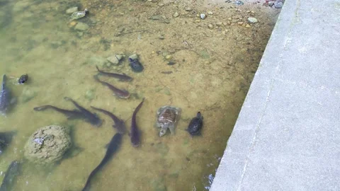 Catfish, turtles, soft-shelled turtles and carp waiting for food Stock Footage 313815575