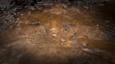Catfish water Stock Footage 244349110