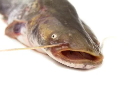 Catfish on a white background Stock Photos