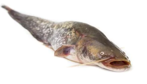 Catfish on a white background Stock Photos