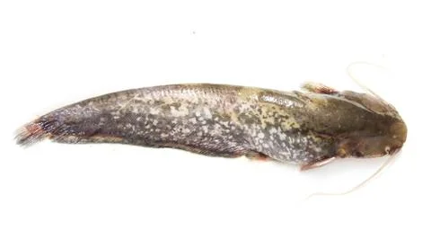 Catfish on a white background Stock Photos