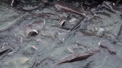 Catfishes moving in slow motion in the river. Stock-Footage 301093485