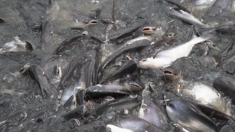 Catfishes in river, slow motion. Stock Footage 107059543