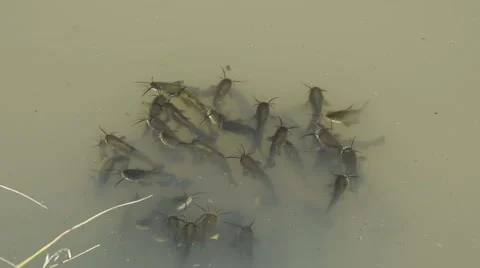 Catfishes in the water Stock Footage 67700735
