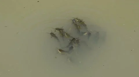 Catfishes in the water Stock Footage 67700795