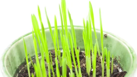 Catgrass Growing Against While 4K UHD Stock Footage 81221411