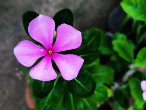 Catharansus roseus, also known as Madagascar periwinkle. Stock Photos