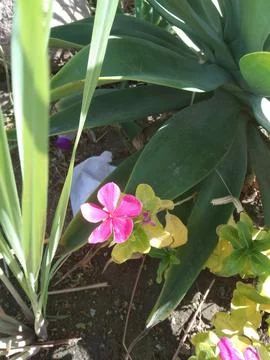 The catharanthus flowers Stockfoto's