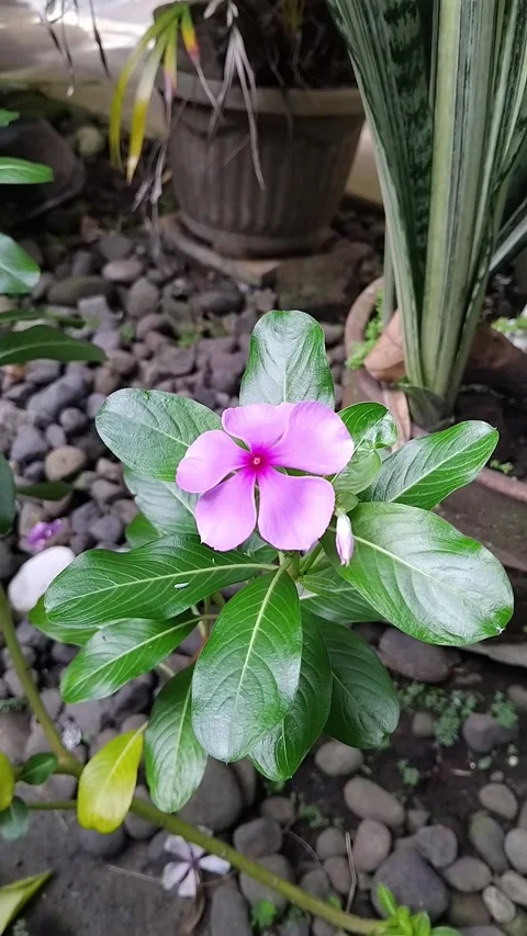Catharanthus Rose Flower Stock Footage 342000451