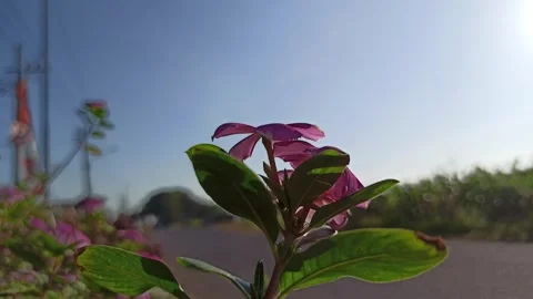 Catharanthus roseus After the Rain Video stock 316841290