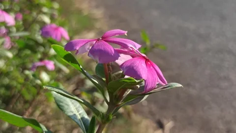 Catharanthus roseus After the Rain Stock Footage 316841329