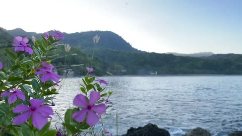 Catharanthus roseus flowers Video stock 246027981