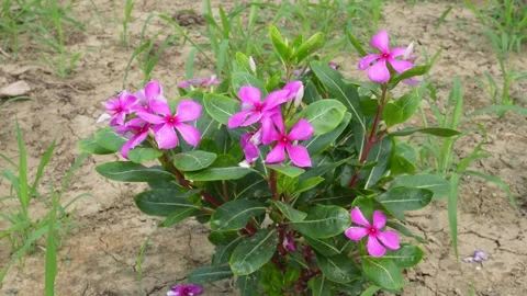Catharanthus Roseus Flowers Stock Footage 336687342