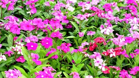 Catharanthus roseus or Madagascar Periwinkle garden flowers Stock-Footage 101406250
