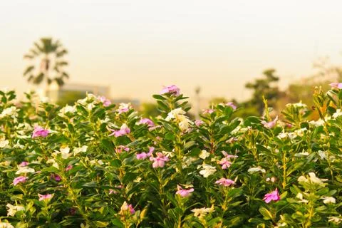 Catharanthus roseus Stock Photos