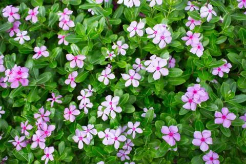 Catharanthus roseus Stock Photos