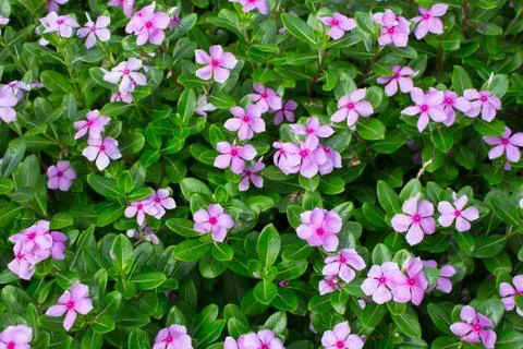 Catharanthus roseus Stock Photos