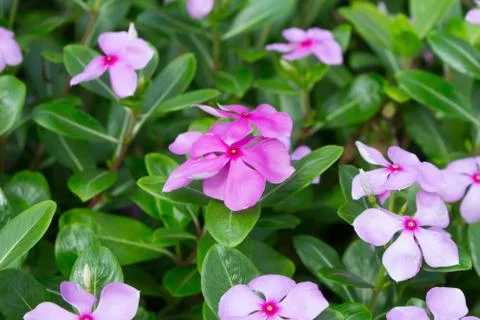 Catharanthus roseus Stock Photos