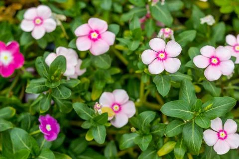 Catharanthus roseus Stock Photos