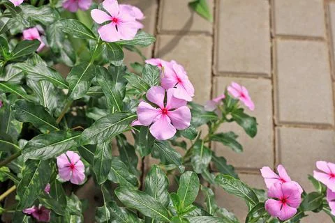 Catharanthus roseus Stock Photos