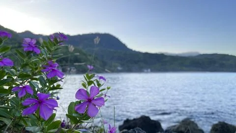 Catharanthus roseus Stock Photos
