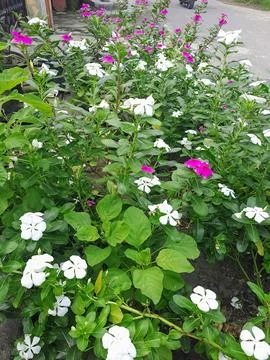 Catharanthus roseus Stock Photos