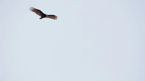 Cathartes aura hovering in mexican sky, bird of prey 스톡 동영상 89594478