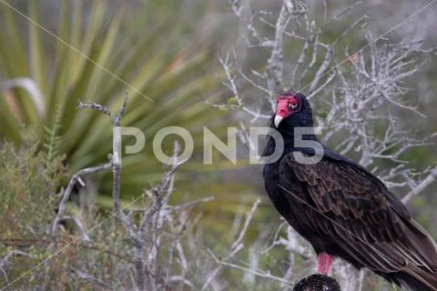Cathartes aura Stock Photos