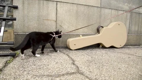 CatHD01 Video stock 168363868