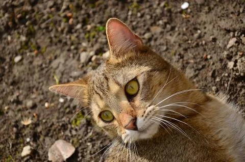 Cathead Stock Photos