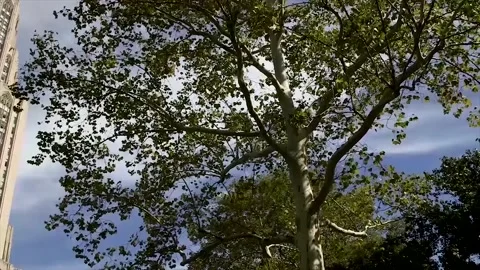 Cathedral Of Learning Sunny Summer Pan Stock-Footage 137554993