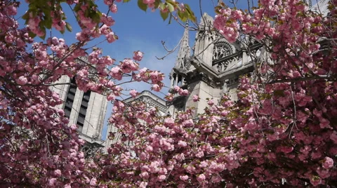 Cathedral Notre Dame during spring. Paris, France Stock Footage 49642146