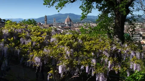 Cathedral of Santa Maria del Fiore with purple wisteria, Florence Stock Footage 187716632