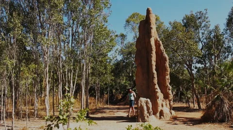 Cathedral termite mound 스톡 동영상 52196592