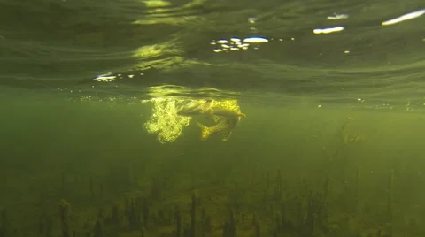 Cathing pike. Video stock 45142354