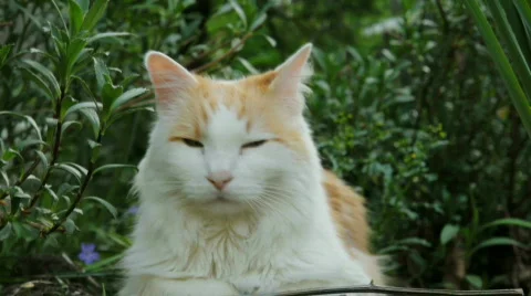 CatinGarden Stock Footage 704991
