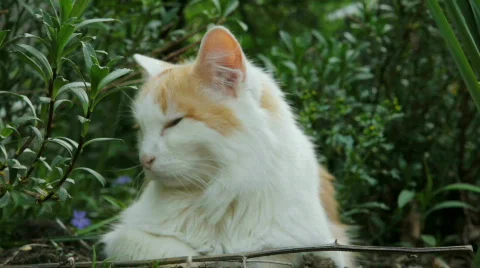 CatinGarden2 Stock Footage 704988