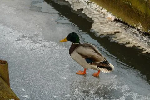 Cation in ice Foto stock