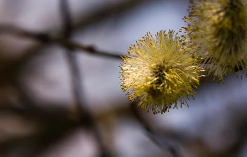 Catkin 3 Stock Photos