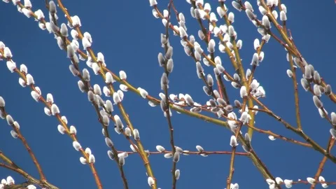 Catkin Vidéo 85748467