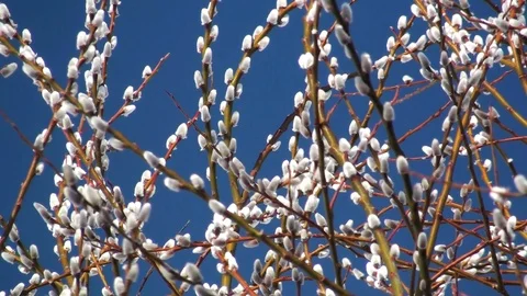 Catkin Vidéo 85748473