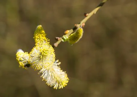 Catkin Stock Photos