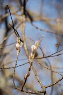 Catkin Stock Photos
