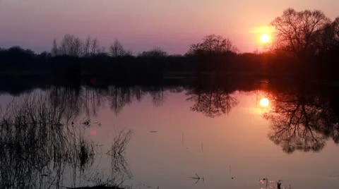 Catkins on an Alder Tree in Spring Video stock 22869960