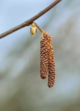 Catkins of a birch Stock Photos