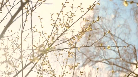 Catkins Blossoms Vídeo Stock 45724647