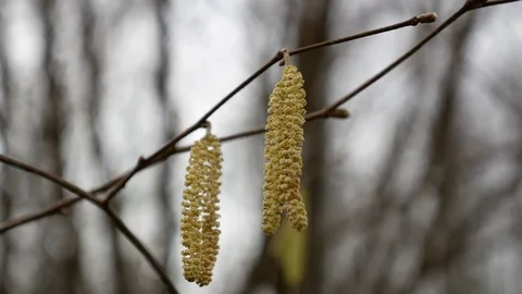 Catkins on a branch in  forest Stock Footage 94986054